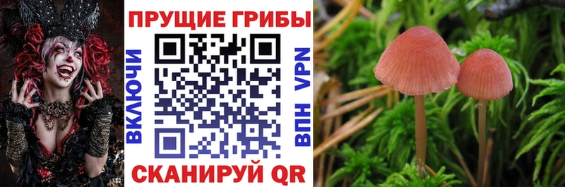 kraken ссылки  Лесной  Галлюциногенные грибы Magic Shrooms 