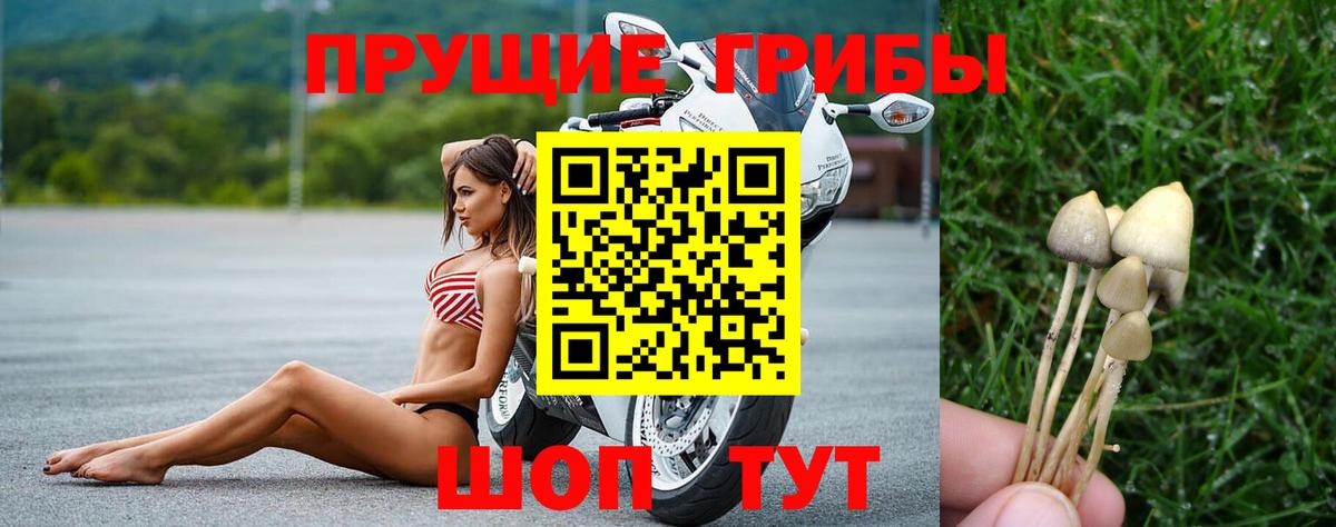 Псилоцибиновые грибы Magic Shrooms  Вход с VPN  Псилоцибиновые грибы Magic Shrooms  Лесной 