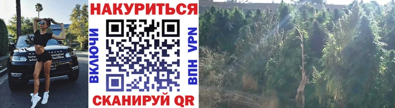 что такое наркотик  Лесной  МАРИХУАНА конопля 
